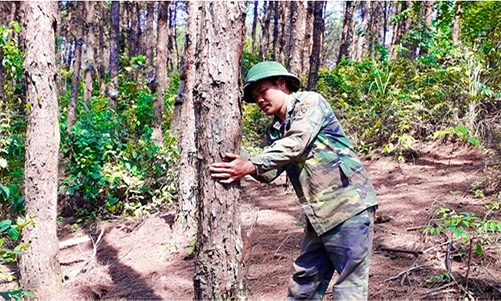 Cựu chiến binh Đình Lập: Vươn lên làm giàu chính đáng