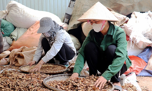 Bắc Sơn: Nâng giá trị cây dược liệu từ mô hình liên kết sản xuất