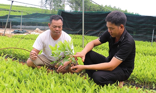 Mô hình khuyến nông cộng đồng: Góp phần thúc đẩy phát triển nông nghiệp bền vững