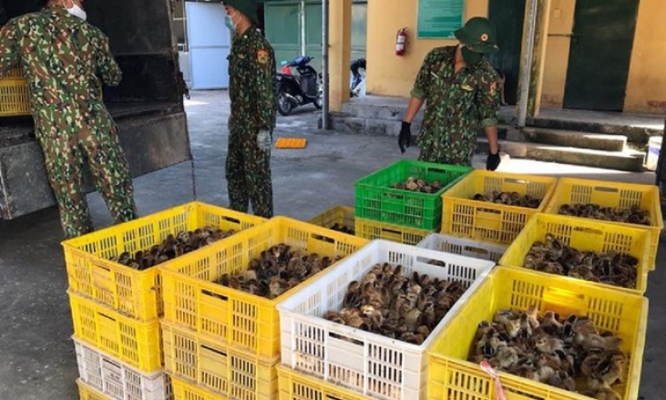 Ngăn chặn, xử lý buôn bán, vận chuyển trái phép gia cầm, sản phẩm gia cầm qua biên giới vào Việt Nam