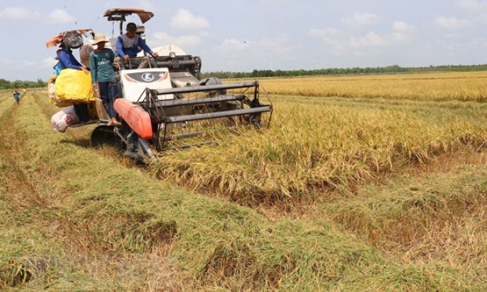 Đồng Tháp: Vụ lúa Đông Xuân thu hoạch hơn 1,39 triệu tấn