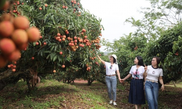 Du lịch Lục Ngạn mùa vải chín