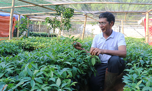 Cựu chiến binh Bắc Sơn: Vươn lên từ nguồn vốn vay ưu đãi