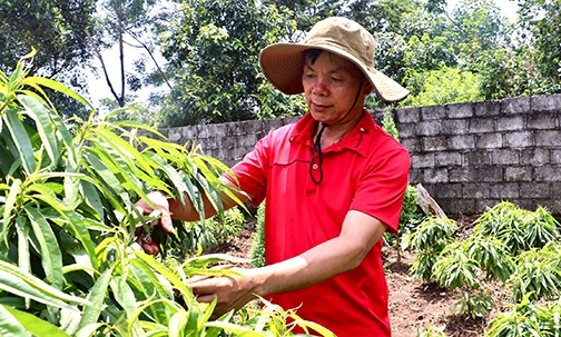 Chiến Thắng: Chuyển đổi cơ cấu cây trồng, nâng hiệu quả sản xuất