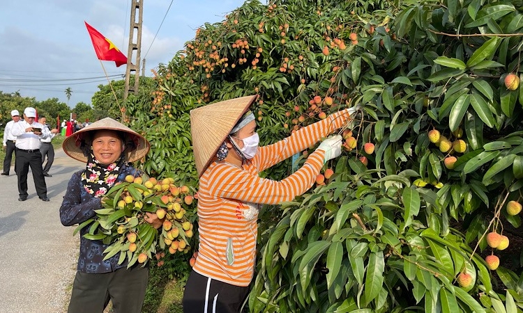 Hải Dương đẩy mạnh xuất khẩu vải thiều