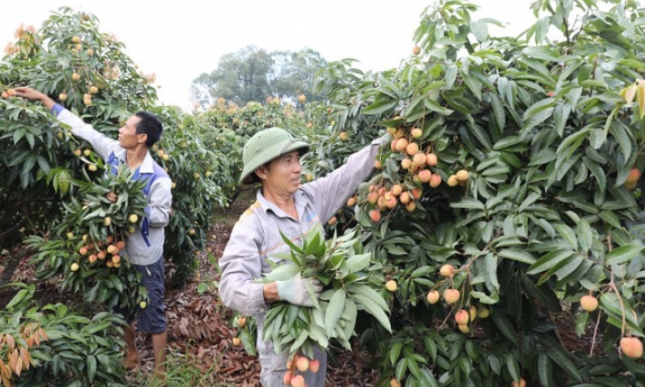 Bắc Giang: Tiêu thụ vải thiều sớm thuận lợi, giá ổn định