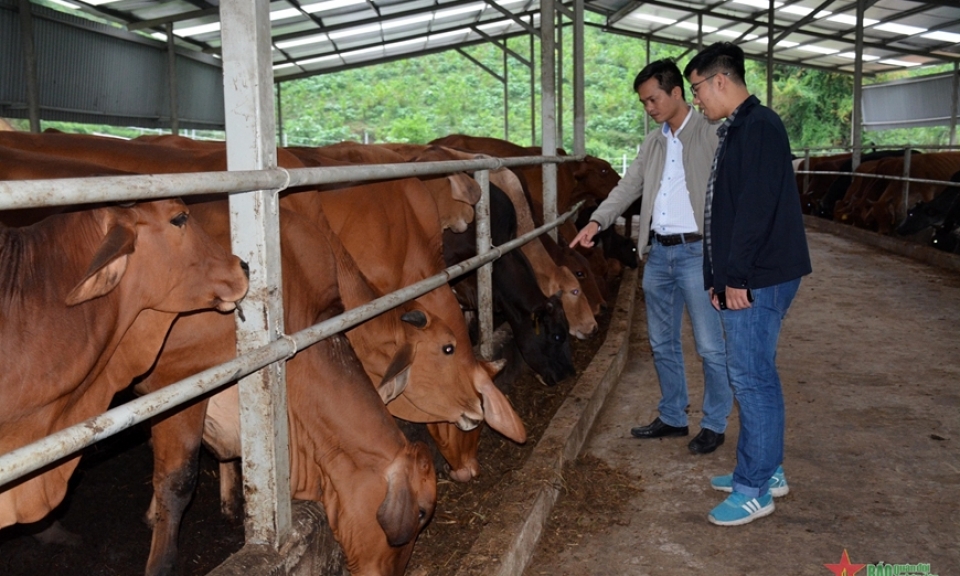 Kinh tế tuần hoàn trong chăn nuôi - giải pháp phát triển bền vững