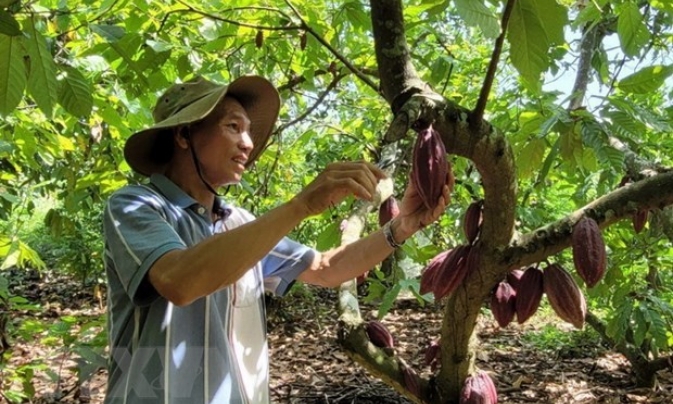 Bà Rịa-Vũng Tàu mở rộng diện tích cây cacao đáp ứng xuất khẩu