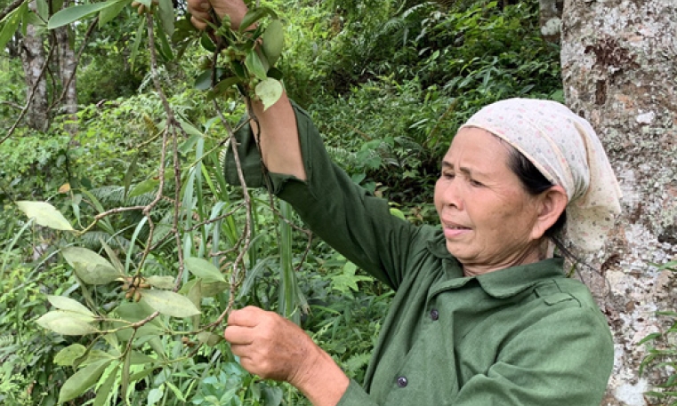 Bình Gia Linh hoạt giải pháp tăng trưởng dư nợ tín dụng