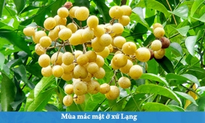 Mùa mác mật ở xứ Lạng