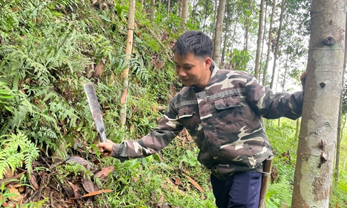 Bắc Sơn: Phát huy thế mạnh từ cây quế