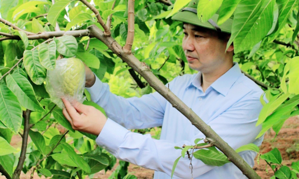 Để thương hiệu na Đông Triều vang xa