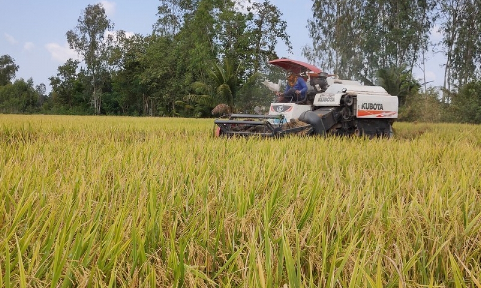 Bảo đảm vững chắc an ninh lương thực quốc gia và thúc đẩy sản xuất, xuất khẩu gạo bền vững