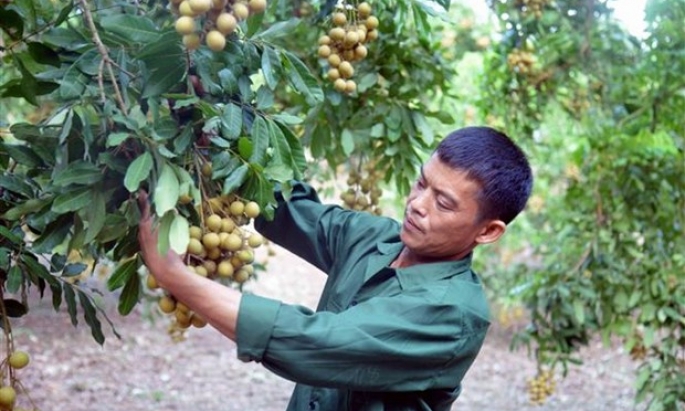 Sơn La: Khẳng định thương hiệu nhãn Sông Mã với người tiêu dùng