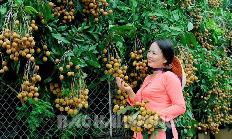 Nhãn Chí Linh vào vụ