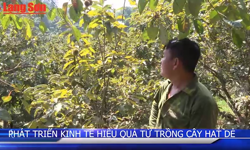 Phát triển kinh tế từ trồng cây hạt dẻ