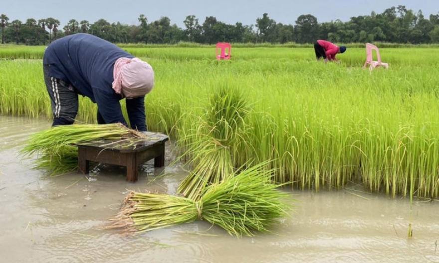 Chính phủ Thái Lan hoãn nợ cho nông dân trong 3 năm