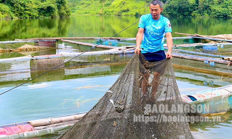 Cựu chiến binh Đinh Văn Ngọc làm giàu từ nuôi cá lồng