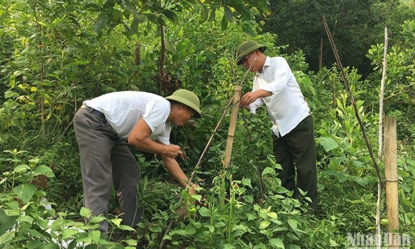 Định hướng chiến lược cho kinh tế rừng: Trả món nợ với thiên nhiên