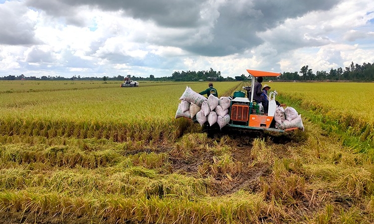 Thời cơ mới cho ngành lúa gạo bứt phá