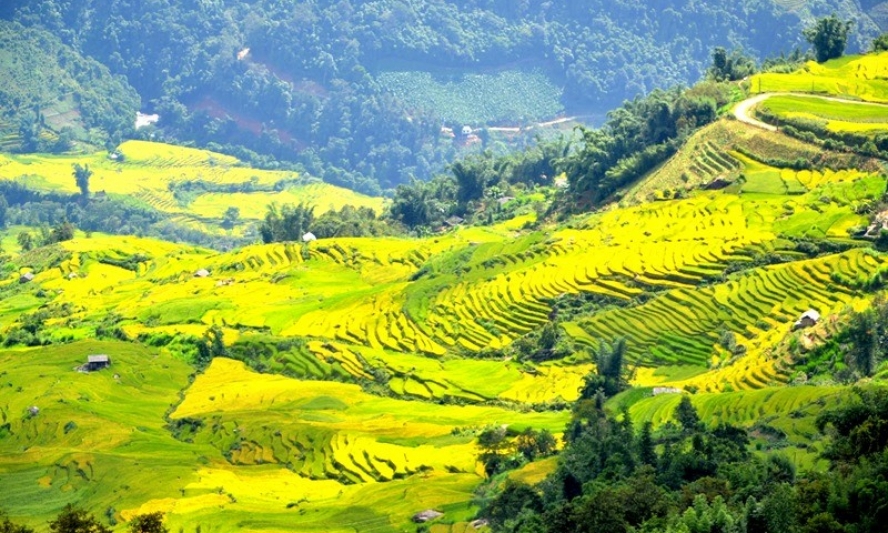 “Mùa vàng” nơi con sông Hồng chảy vào đất Việt