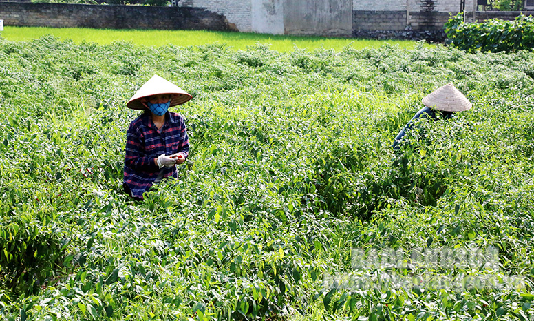 Quản lý mã số vùng trồng: Đảm bảo "giấy thông hành" cho nông sản xuất khẩu