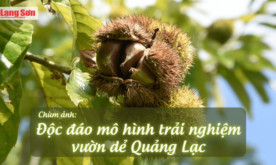 Độc đáo mô hình trải nghiệm vườn dẻ Quảng Lạc