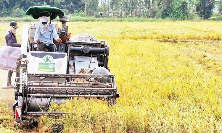 Giá lúa thường cao hơn lúa thơm chỉ nhất thời, trong ngắn hạn