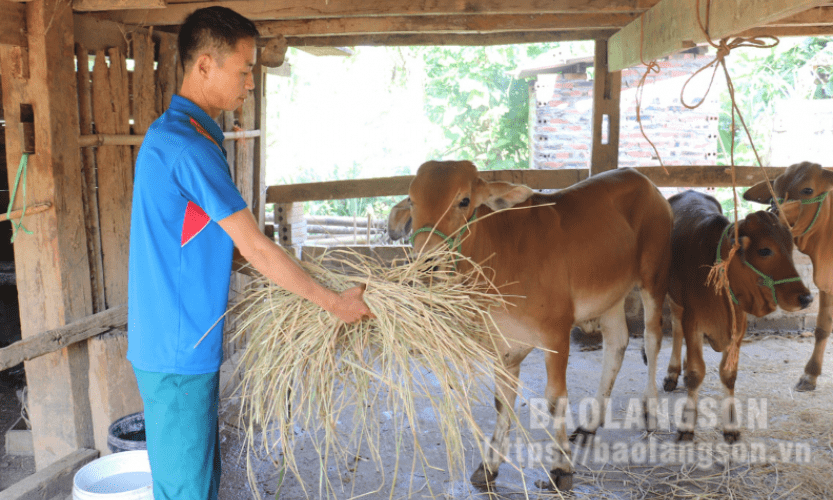 Chi Lăng: Đa dạng giải pháp giảm nghèo