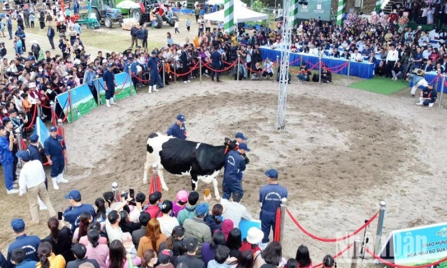 Sôi động hội thi “Hoa hậu bò sữa” trên cao nguyên Mộc Châu