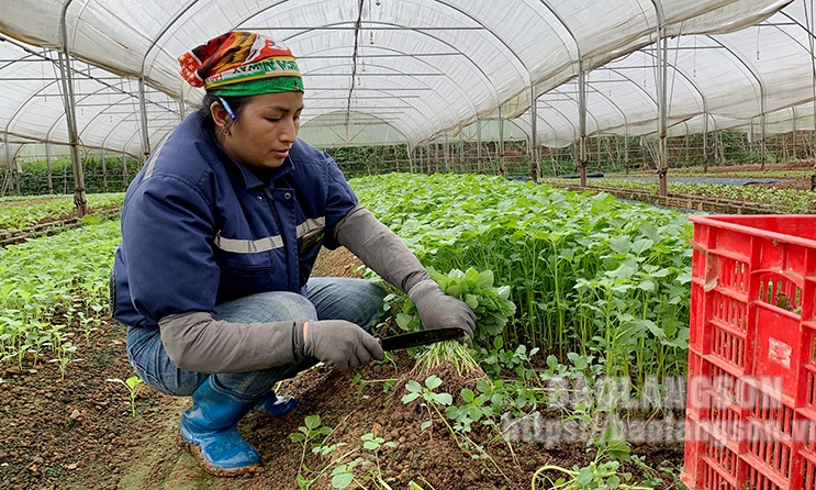 Phát huy vai trò “chèo lái” của giám đốc hợp tác xã