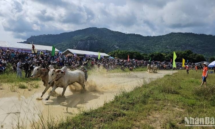 Hào hứng đua bò Bảy Núi