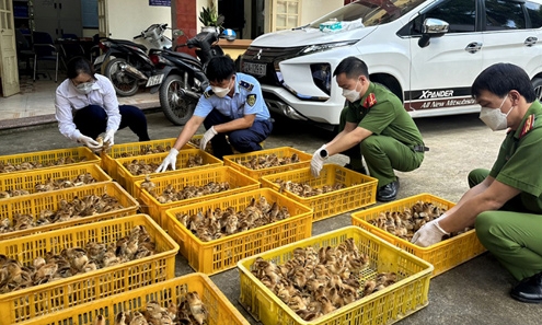 Ngăn gia cầm giống nhập lậu qua địa bàn huyện Lộc Bình: Quyết liệt các biện pháp