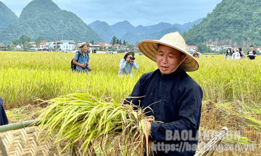 Bắc Sơn: Tổ chức cuộc thi gặt lúa bằng công cụ thô sơ