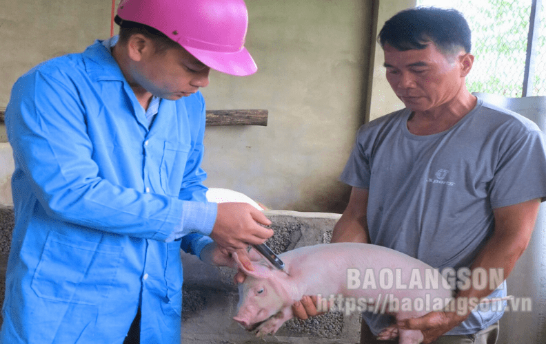 Kết quả tiêm phòng giám sát vắc - xin phòng bệnh dịch tả lợn châu Phi an toàn, đạt hiệu quả cao