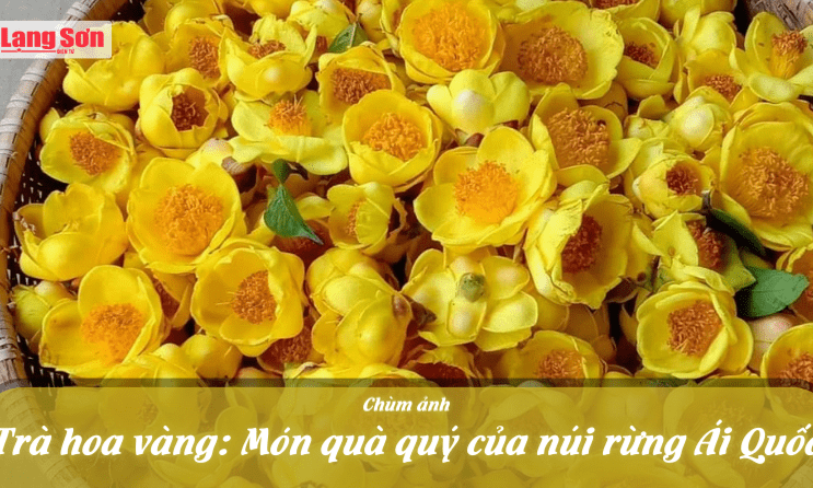 Trà hoa vàng: Món quà quý của núi rừng Ái Quốc