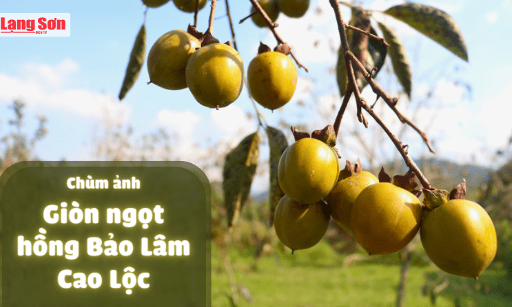 Giòn ngọt hồng Bảo Lâm Cao Lộc