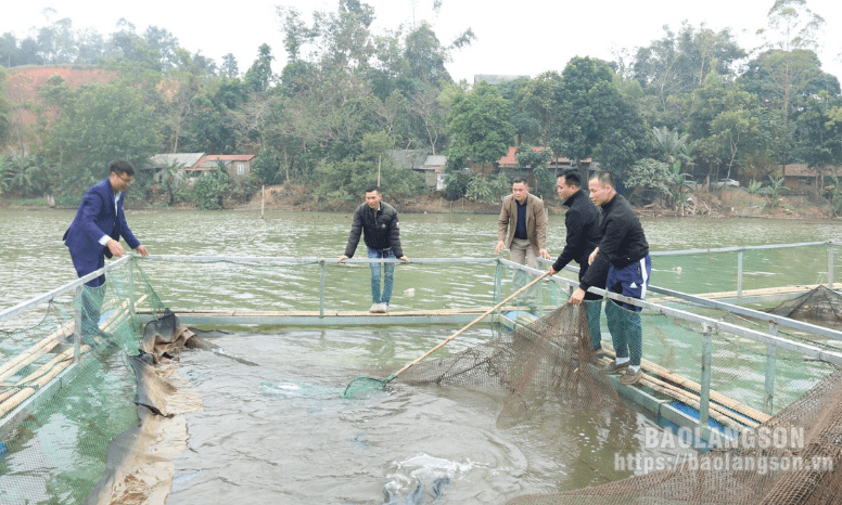 dự án xây dựng mô hình nuôi cá nheo Mỹ trong lồng bè trên sông và hồ chứa gắn với tiêu thụ sản phẩm giai