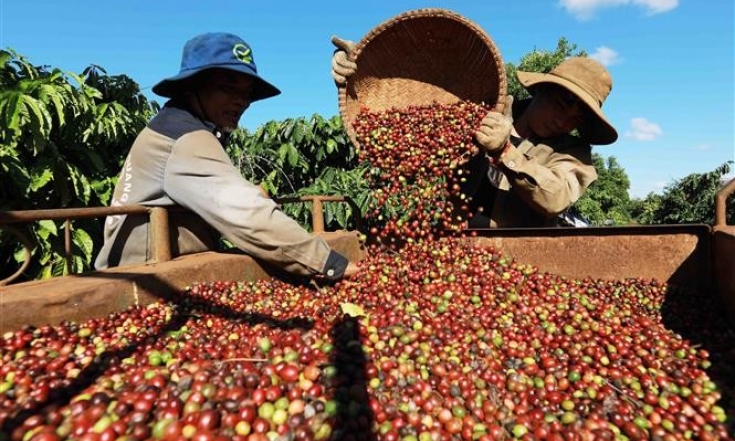 Nhiều dư địa cho càphê xuất khẩu của Việt Nam tại thị trường Algeria