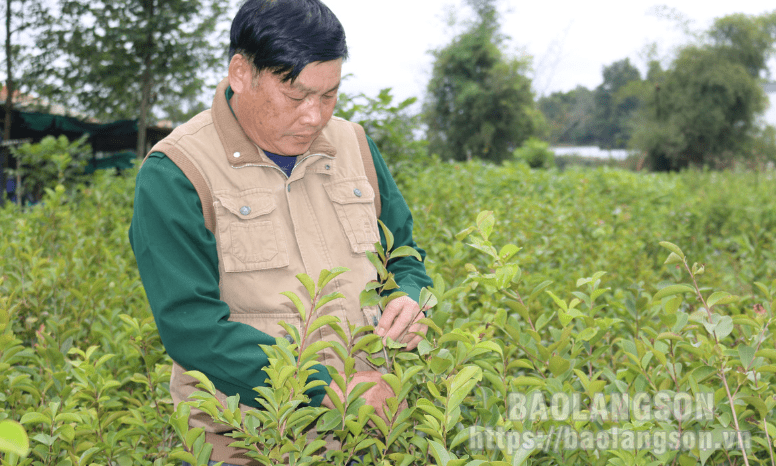 Hợp tác xã nông nghiệp Phai Sen: Hiệu quả từ sản xuất cây giống và tiêu thụ sở cho người dân