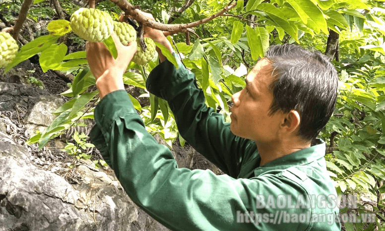 Hội Nông dân xã Y Tịch: Điểm tựa giúp nông dân phát triển kinh tế