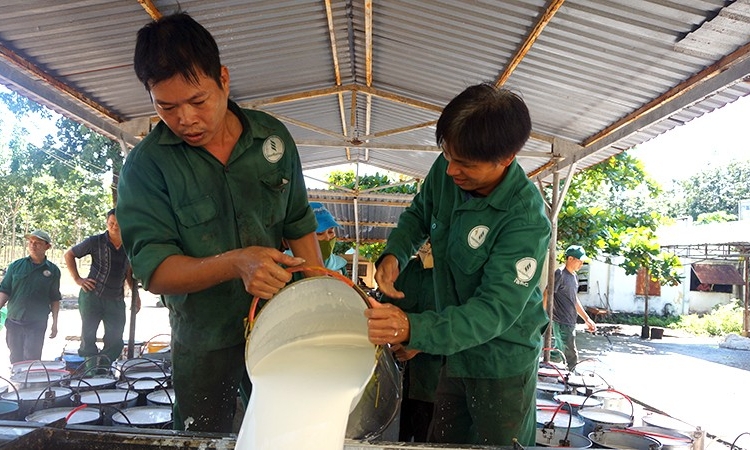 Ngành cao-su hướng đến tăng trưởng xanh, bền vững