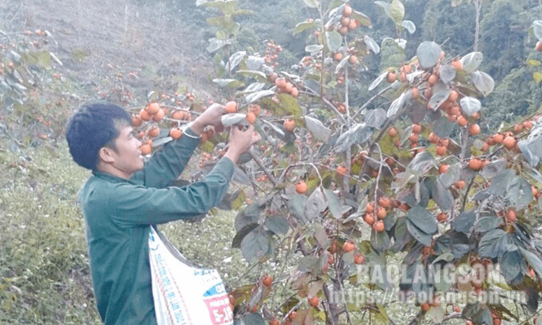 Người tiên phong phát triển kinh tế từ trồng hồng vành khuyên ở Văn Quan