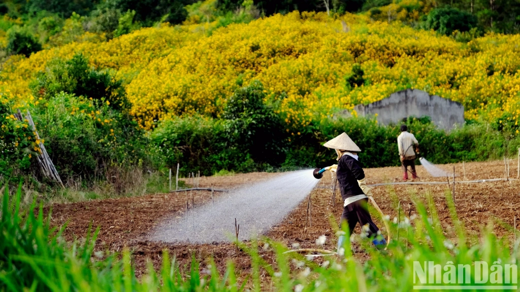 Thung thăng mùa hoa vàng trong nắng lạnh ảnh 3