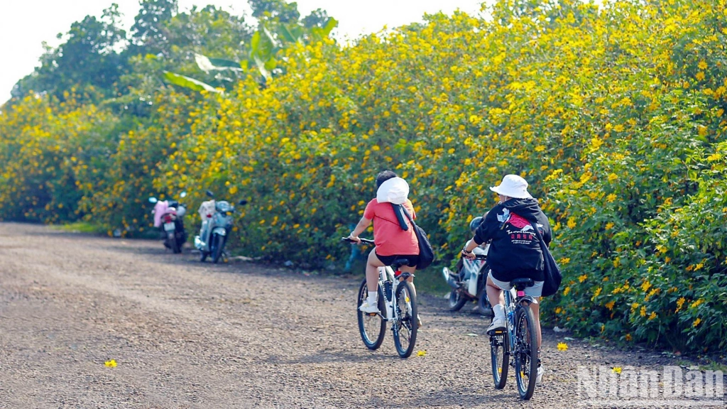 Thung thăng mùa hoa vàng trong nắng lạnh ảnh 10