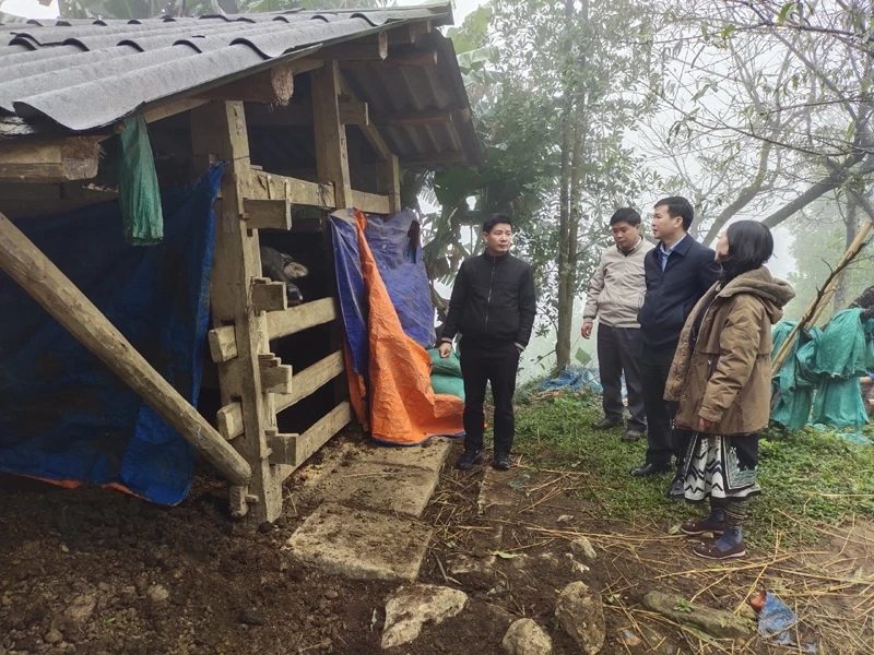 Lãnh đạo Sở Nông nghiệp và Phát triển nông thôn Bắc Kạn kiểm tra, đôn đốc phòng, chống rét cho gia súc tại huyện Ngân Sơn. (Ảnh: VI THÚY)