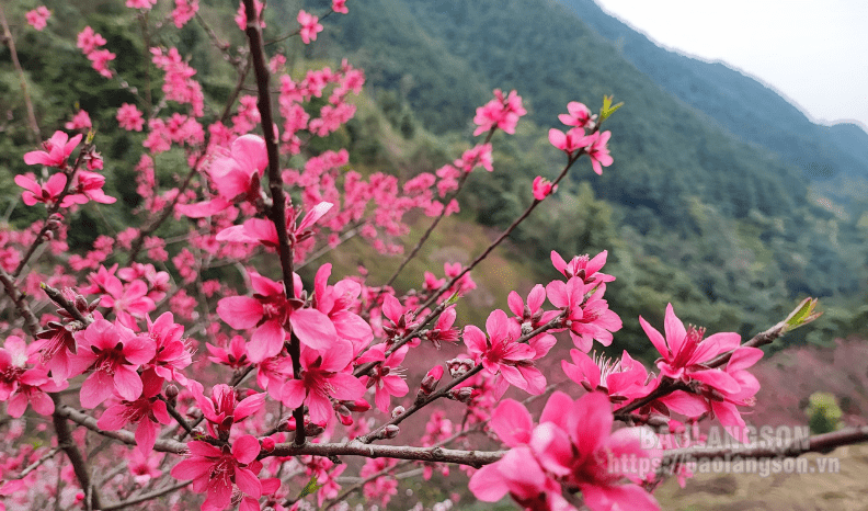 Những mùa hoa ở Mẫu Sơn