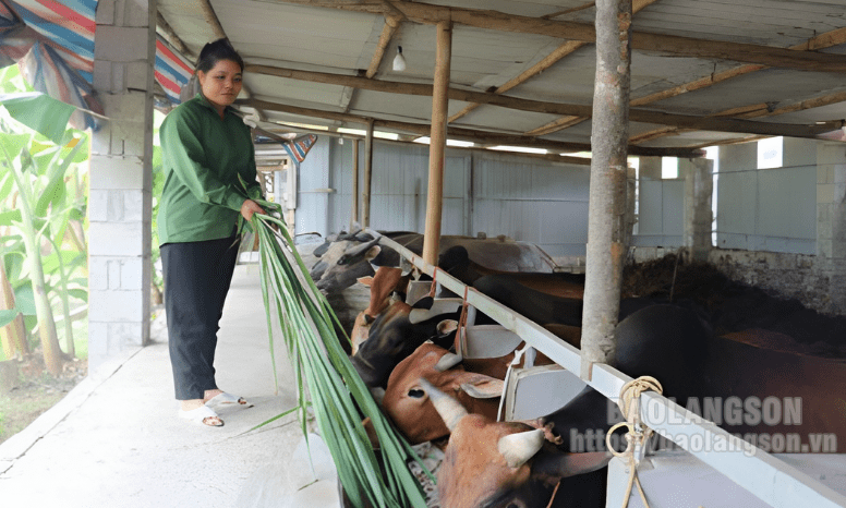 Cho vay chuyển đổi nghề theo Nghị định 28: Tạo đà để hộ nghèo vươn lên