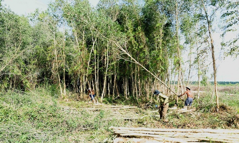 Bảo đảm vùng nguyên liệu gỗ ổn định