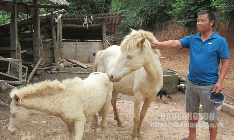 Vươn lên nhờ nguồn vốn vay ưu đãi